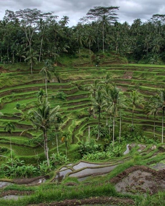 Palm trees above the rice terraces near Ubud, Bali