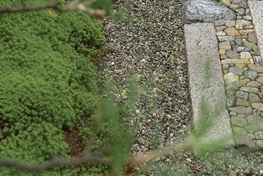 A stone path through a moss garden